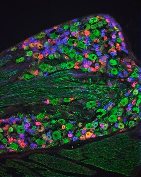 Anti-Neurofilament 160/200 antibody, Mouse monoclonal ~2&#160;mg/mL, clone RMdO20, purified from hybridoma cell culture