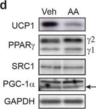 Anti-UCP-1-Antikörper in Kaninchen hergestellte Antikörper affinity isolated antibody, buffered aqueous solution