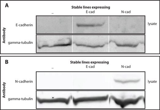 Anti-&#947;-Tubulin antibody produced in rabbit IgG fraction of antiserum, buffered aqueous solution