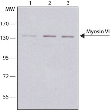 Anti-Myosin VI antibody, Mouse monoclonal ~1&#160;mg/mL, clone MUD-19, purified from hybridoma cell culture