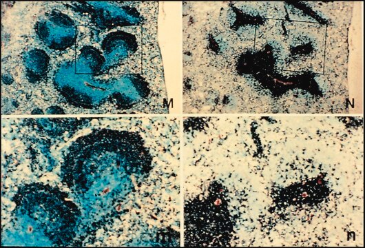 Anti-Rat IgG (whole molecule)–Biotin antibody produced in goat affinity isolated antibody, buffered aqueous solution