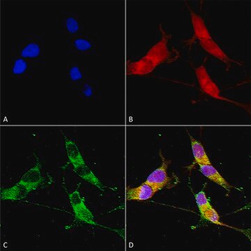 Monoclonal Anti-Vglut3 antibody produced in mouse clone S34-34, purified immunoglobulin