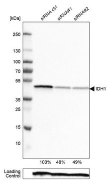 Monoclonal Anti-IDH1 antibody produced in mouse Prestige Antibodies&#174; Powered by Atlas Antibodies, clone CL0219, purified immunoglobulin, buffered aqueous glycerol solution