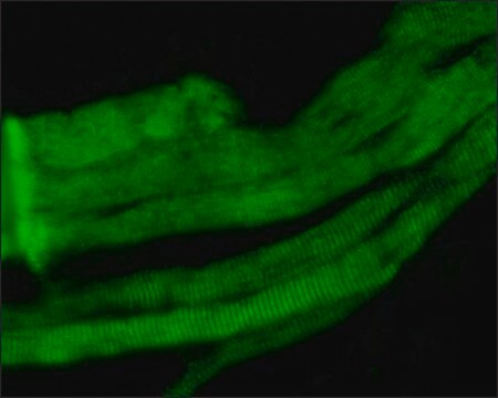 Monoklonaler Anti-Myosin-Antikörper (skelettal, Fast) in Maus hergestellte Antikörper clone MY-32, ascites fluid