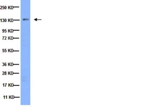 Anti-Integrin-&#945;3-Antikörper serum, Chemicon&#174;