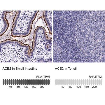 Anti-ACE2 antibody produced in rabbit Prestige Antibodies&#174; Powered by Atlas Antibodies, affinity isolated antibody, buffered aqueous glycerol solution