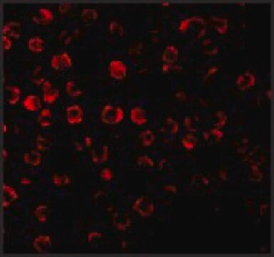 Anti-TRAF3 antibody produced in rabbit affinity isolated antibody, buffered aqueous solution