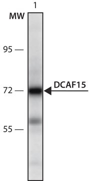 Anti-DCAF15 (567-580) antibody produced in rabbit IgG fraction of antiserum