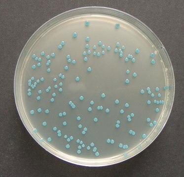 ChromoCult&#174; Listeria agar (base) acc. OTTAVIANI and AGOSTI ISO 11290, For the isolation and differentiation of Listeria monocytogenes and other Listeria sp.