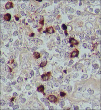 Anti-Human IgA (&#945;-chain specific)&#8722;Peroxidase antibody produced in goat affinity isolated antibody