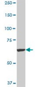 Monoclonal Anti-FBXO42 antibody produced in mouse clone 2F10, purified immunoglobulin, buffered aqueous solution