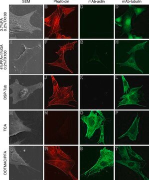 Monoklonaler Anti-&#946;-Tubulin-Antikörper in Maus hergestellte Antikörper clone TUB 2.1, ascites fluid