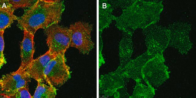 Anti-TfR1 (CD71) Antibody purified antibody, clone 3F3-FMA, from mouse