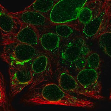 Anti-SEC11A antibody produced in rabbit Prestige Antibodies&#174; Powered by Atlas Antibodies, affinity isolated antibody