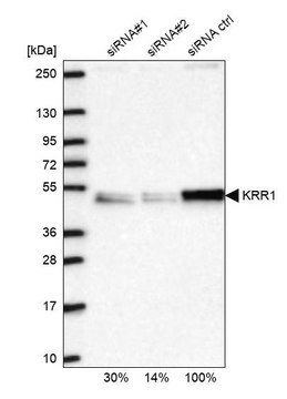 Anti-KRR1 antibody produced in rabbit Prestige Antibodies&#174; Powered by Atlas Antibodies, affinity isolated antibody, buffered aqueous glycerol solution