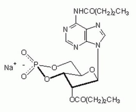 Adenosin-3&#8242;,5&#8242;-zyklisches Monophosphat, N&#8310;,O2&#8242;-Dibutyryl-, Natriumsalz This Dibutyryl-cAMP, CAS 16980-89-5, is a cell-permeable cAMP analog that preferentially activates PKA.