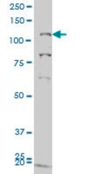 ANTI-GUCY2C antibody produced in mouse clone 1E1, purified immunoglobulin, buffered aqueous solution