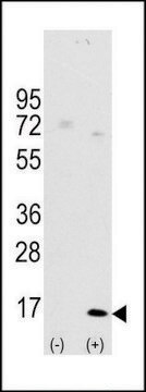 ANTI-LC3 (APG8A) (D106) antibody produced in rabbit affinity isolated antibody, buffered aqueous solution