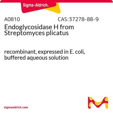 Endoglycosidase H from Streptomyces plicatus recombinant, expressed in E. coli, buffered aqueous solution