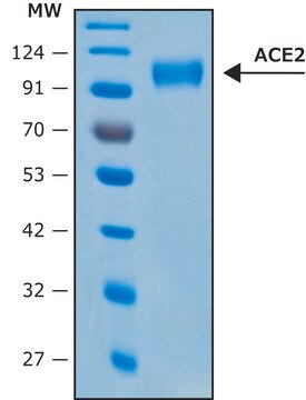 Angiotensin Converting Enzyme-2, ACE2 Human recombinant, &#8805;1000000&#160;U/mg, expressed in HEK 293 cells