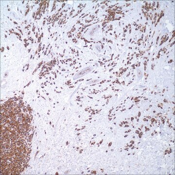 MUC1 (MRQ-17) Mouse Monoclonal Antibody