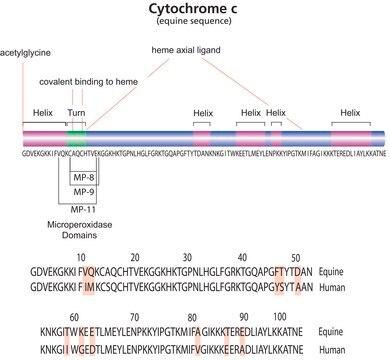 Cytochrom&nbsp;c aus Pferdeherz suitable for GFC marker, BioReagent