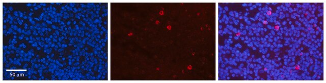 Anti-CRKL antibody produced in rabbit affinity isolated antibody