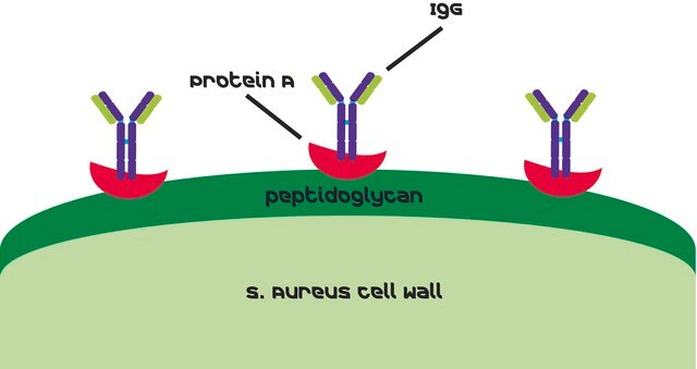 Protein&#160;A aus Staphylococcus aureus Soluble, essentially salt-free, lyophilized powder, extracellular