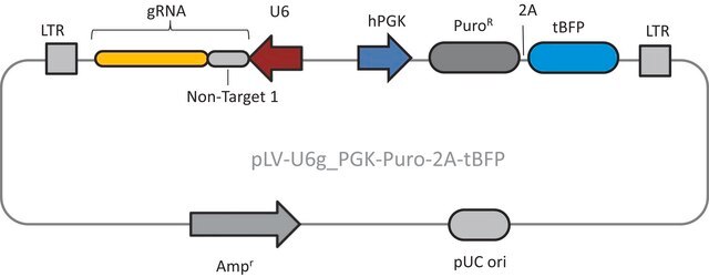 Lenti CRISPR Universal Non-Target Control#1 Transduction Particles (LV04 vector)