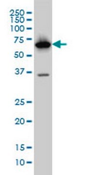 Anti-PCK1 Mouse mAb (3E4) liquid, clone 3E4, Calbiochem&#174;