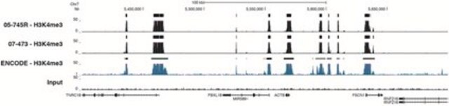 Anti-trimethyl-Histone H3 (Lys4) Antibody, clone 15-10C-E4, rabbit monoclonal clone 15-10C-E4, Upstate&#174;, from rabbit