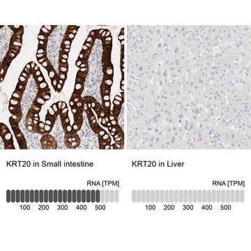 Anti-KRT20 antibody produced in rabbit Prestige Antibodies&#174; Powered by Atlas Antibodies, affinity isolated antibody, buffered aqueous glycerol solution, Ab1