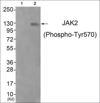 Anti-phospho-JAK2 (pTyr570) antibody produced in rabbit affinity isolated antibody