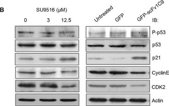 Anti-p53 antibody, Mouse monoclonal clone DO-7, purified from hybridoma cell culture