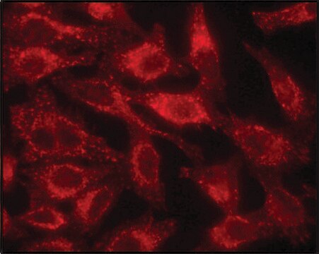 Anti-LAMP1 antibody produced in rabbit affinity isolated antibody, buffered aqueous solution