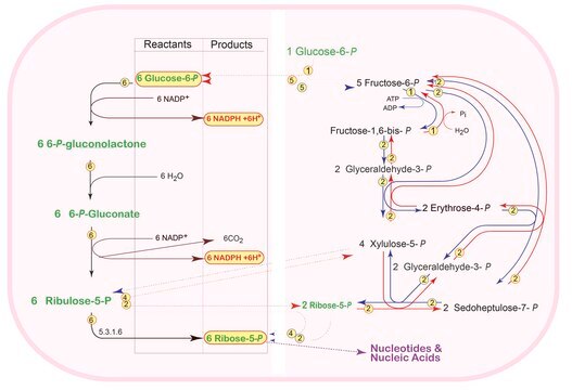 Pentose Phosphate Metabolite Library