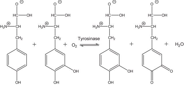 Tyrosinase aus Ständerpilz lyophilized powder, &#8805;1000&#160;unit/mg solid