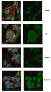 Anti-IRF3 Antibody, clone SL-12 clone SL-12, from mouse