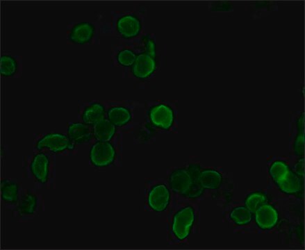 Monoklonaler ANTI-HA-Antikörper clone HA-7, purified from hybridoma cell culture