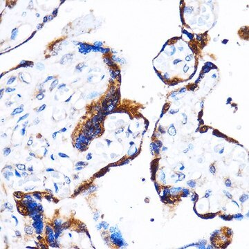 Anti- p38 MAPK antibody produced in rabbit