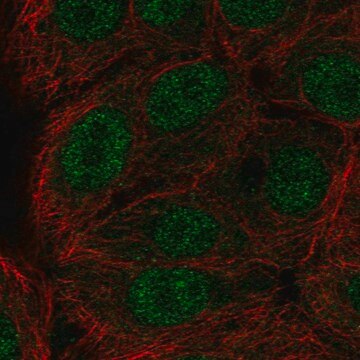 Anti-ERF antibody produced in rabbit Prestige Antibodies&#174; Powered by Atlas Antibodies, affinity isolated antibody