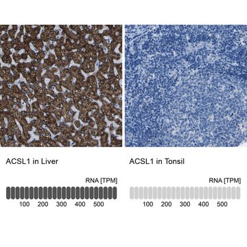 Anti-ACSL1 antibody produced in rabbit Prestige Antibodies&#174; Powered by Atlas Antibodies, affinity isolated antibody, buffered aqueous glycerol solution