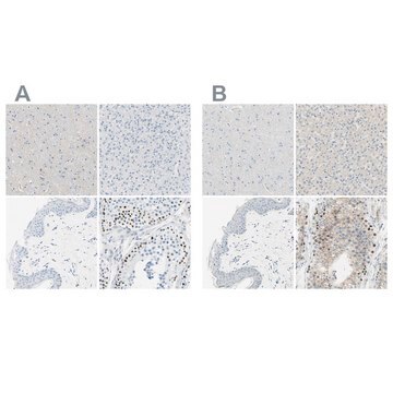 Anti-PASD1 antibody produced in rabbit Prestige Antibodies&#174; Powered by Atlas Antibodies, affinity isolated antibody, buffered aqueous glycerol solution, Ab1