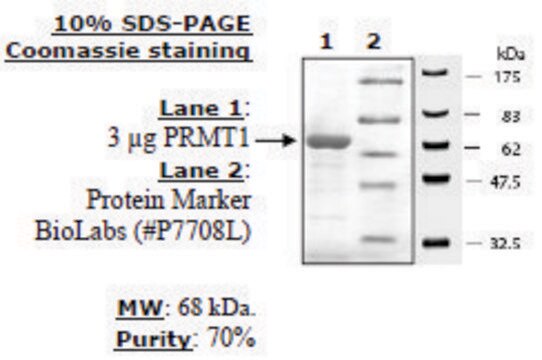 PRMT1 Active human recombinant, expressed in baculovirus infected insect cells, &#8805;70% (SDS-PAGE)