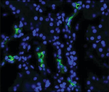 Anti-AQP2 antibody produced in rabbit 1&#160;mg/mL, affinity isolated antibody