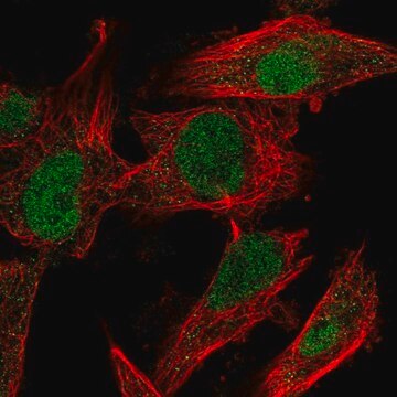 Anti-MDM4 antibody produced in rabbit Prestige Antibodies&#174; Powered by Atlas Antibodies, affinity isolated antibody