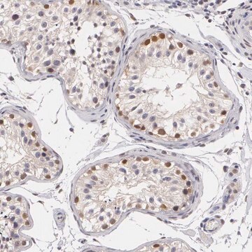 Anti-ZBTB16 antibody produced in rabbit Prestige Antibodies&#174; Powered by Atlas Antibodies, affinity isolated antibody, buffered aqueous glycerol solution