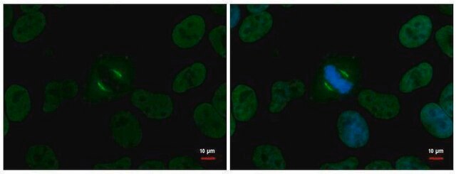 Monoclonal Anti-NuMA antibody produced in mouse clone GT3611, affinity isolated antibody