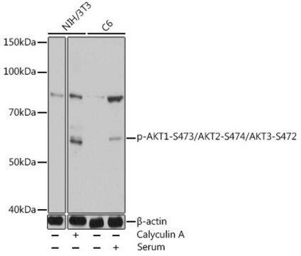 Anti-Phospho-Akt Ser473 antibody produced in rabbit