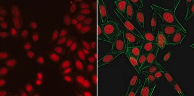 BioTracker&nbsp;NIR694 Kernfarbstoff (Wasser) Live cell imaging far red nuclear staining dye with greater photostability than traditional blue fluorescent nuclear stains such as DAPI and Hoechst 33342.